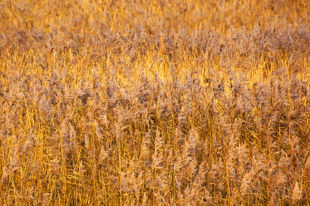 REED BED by markp