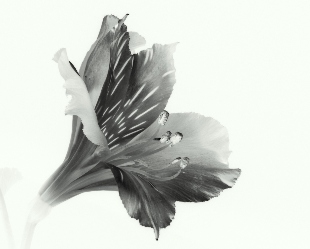 Monochrome Flower by jayberg
