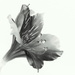 Monochrome Flower by jayberg