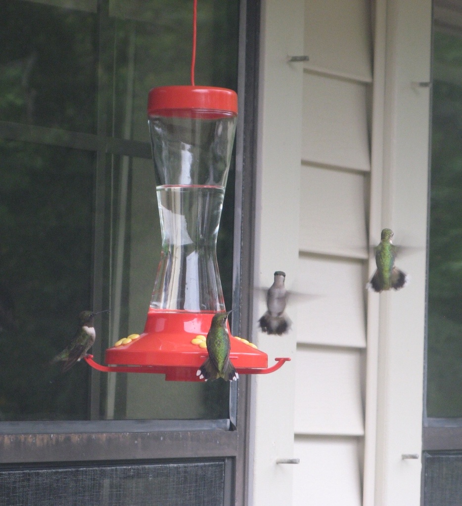 Hey buddy, this feeder is occupied, get your own! by handmade