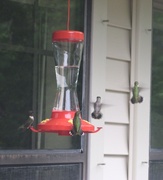 17th Dec 2013 - Hey buddy, this feeder is occupied, get your own!