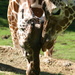 Giraffe 7 by kerristephens