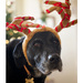 Please don't dress me up in antlers this year by jocasta