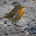 Robin red breast by goosemanning