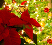 12th Dec 2013 - 12th December 2013 - Poinsettia starbursts