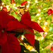 12th December 2013 - Poinsettia starbursts by pamknowler