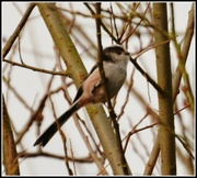 12th Dec 2013 - Long tailed tit