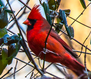 12th Dec 2013 - A Cardinal