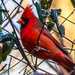 A Cardinal by kathyladley