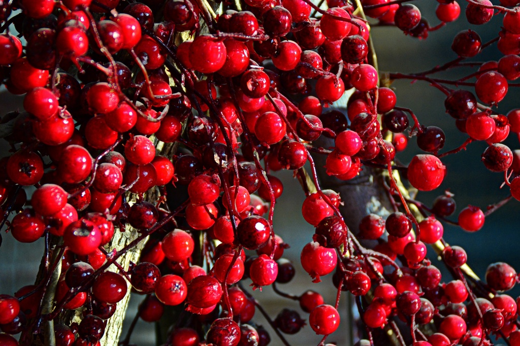 red berries by summerfield