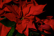 12th Dec 2013 - Poinsettia Reds
