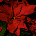 Poinsettia Reds by taffy