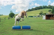 13th Dec 2013 - Leaping barrels