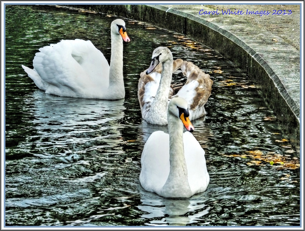 Swan Family by carolmw