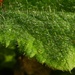 Hairy Leaf by fishers