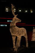 13th Dec 2013 - Reindeer