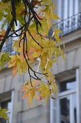 12th Dec 2013 - Autumn in Paris 