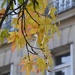 Autumn in Paris  by parisouailleurs