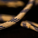 Shoelaces by rachel70