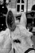 13th Dec 2013 - Parisian donkey
