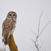 "Owl" Be Seeing You by kareenking