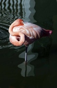 13th Dec 2013 - Flaming Flamingo