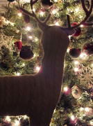 13th Dec 2013 - Reindeer Night