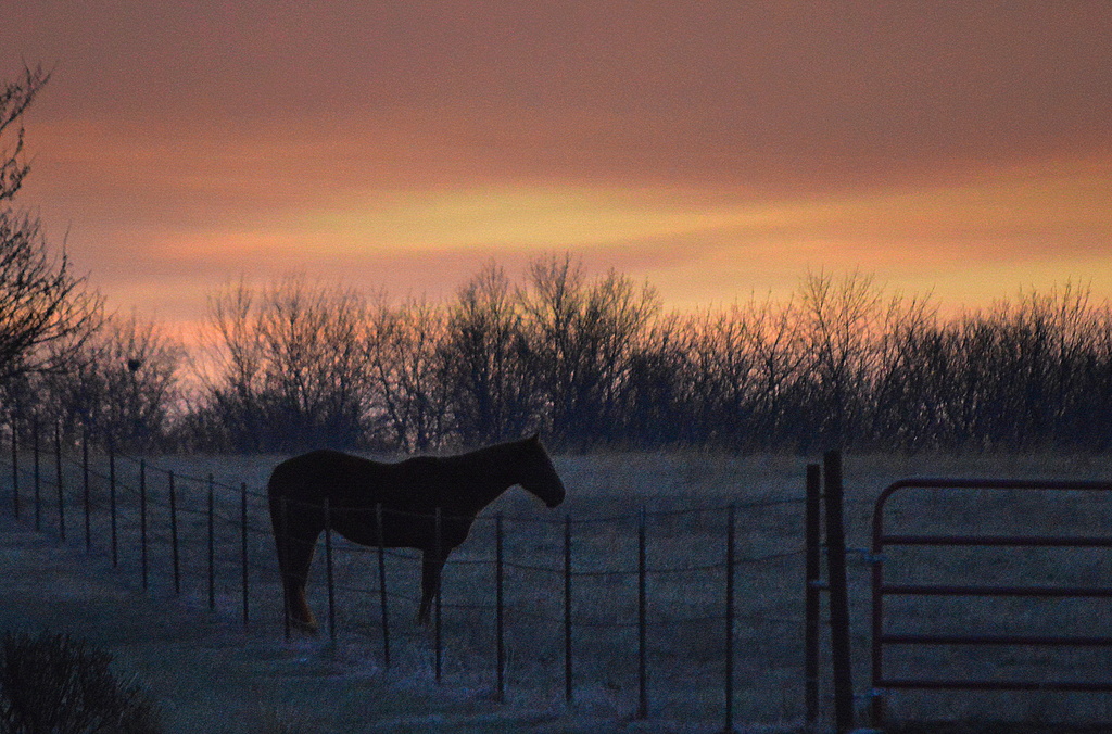 "Gaited" Horse at Dawn by kareenking