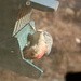 Red bellied woodpecker by randystreat