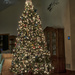 Christmas Tree by lstasel