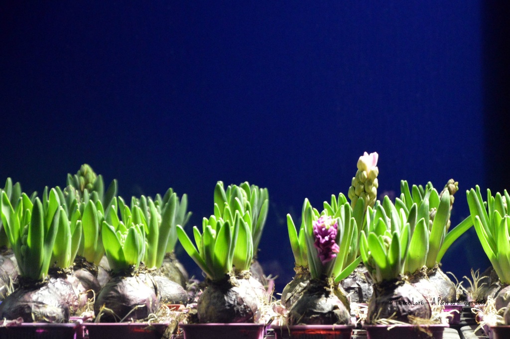 Hyacinths by parisouailleurs