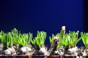 11th Dec 2013 - Hyacinths