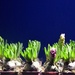 Hyacinths by parisouailleurs