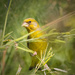 greenfinch by kali66