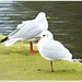 Gulls by carolmw