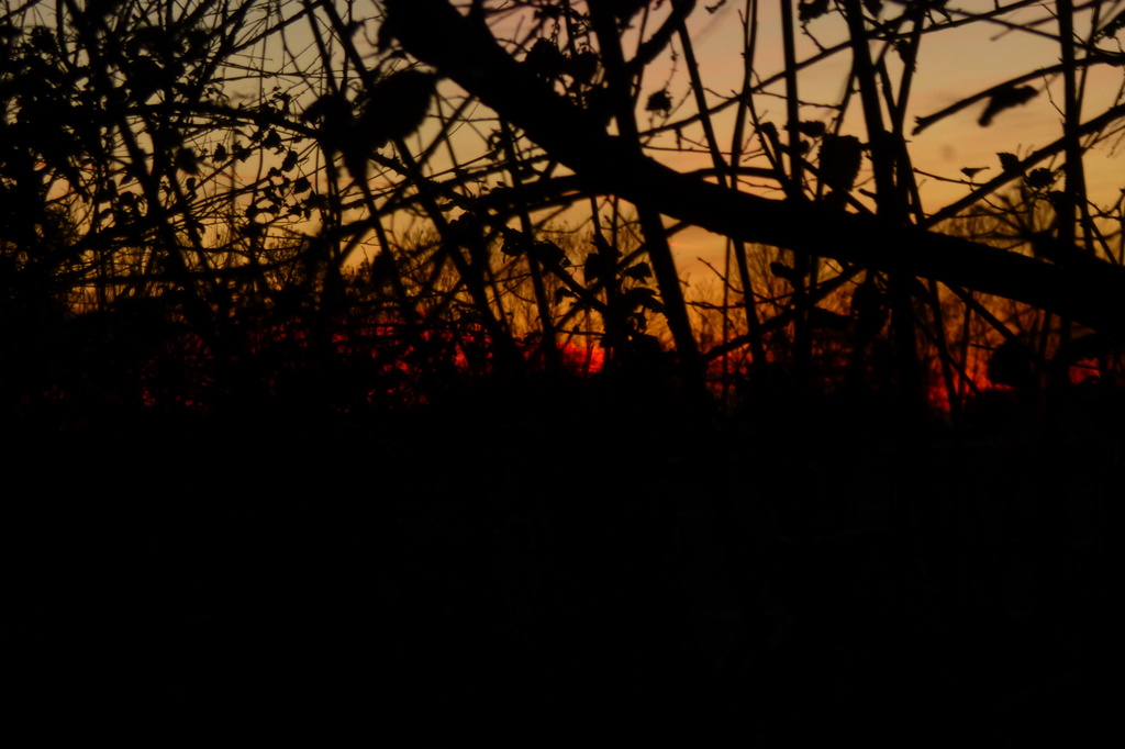 Sunset through the hedgerow by lellie