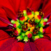 Inside the poinsettia by elisasaeter