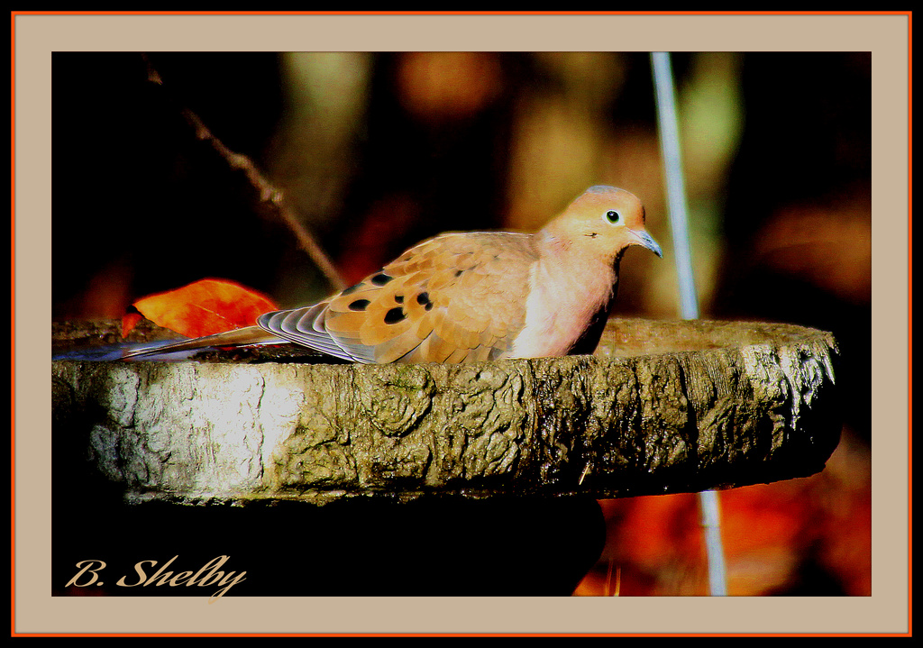 Dove in Birdbath by vernabeth