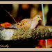 Dove in Birdbath by vernabeth