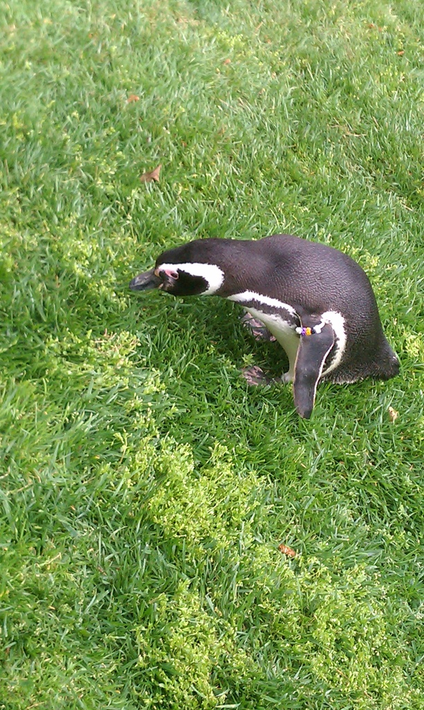 Penguin by lisasutton