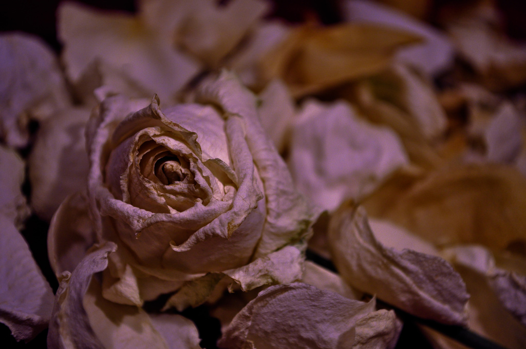 Dead Roses by andycoleborn