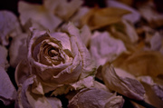 14th Dec 2013 - Dead Roses
