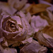Dead Roses by andycoleborn