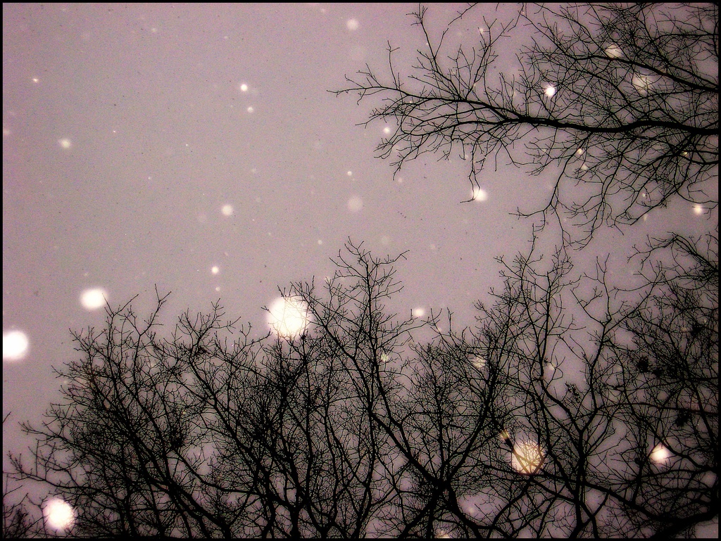 Snowfall by olivetreeann
