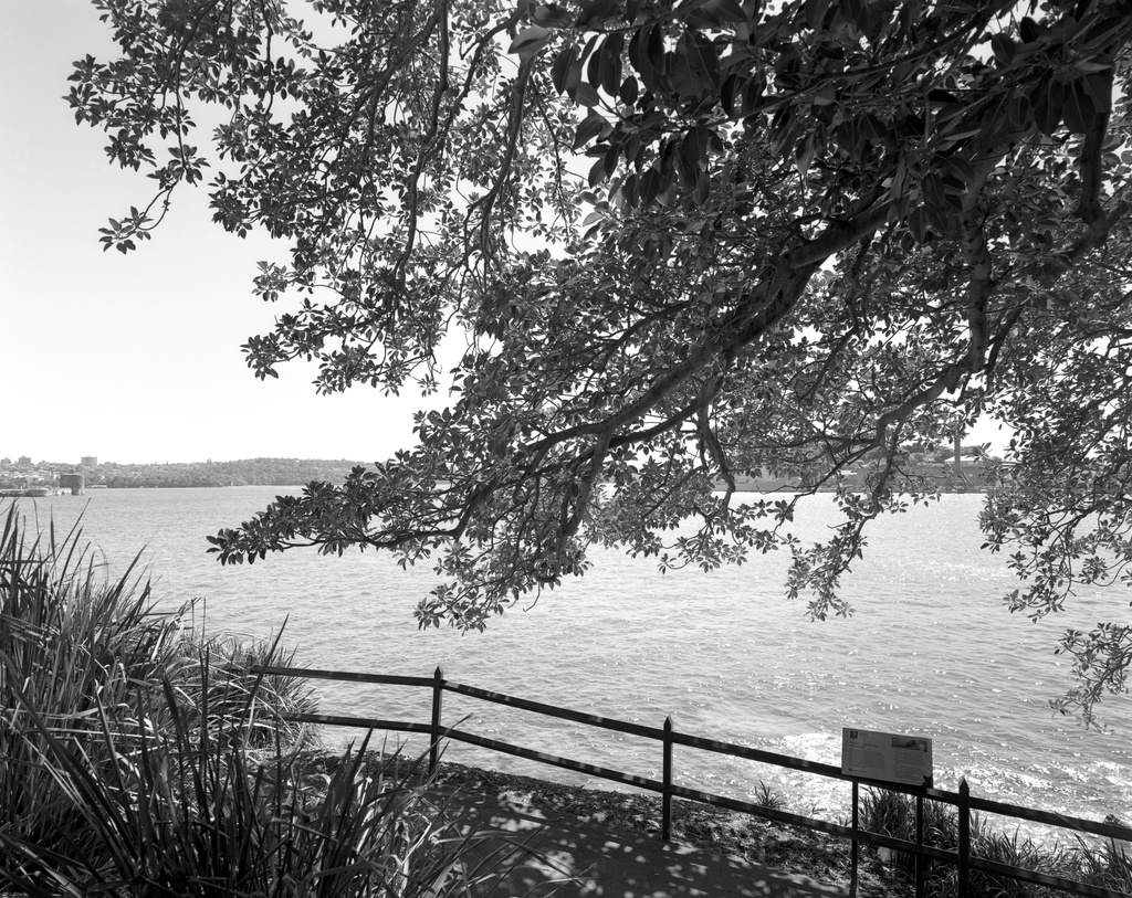 Looking out from under the big fig by peterdegraaff