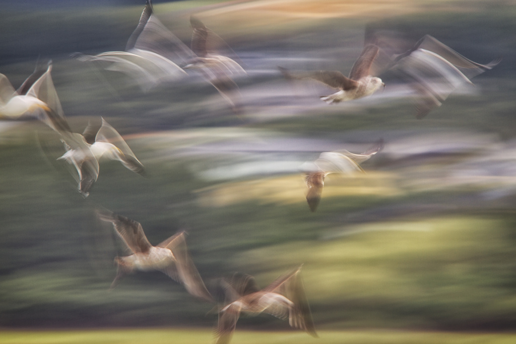 Seagulls in Flight by helenw2