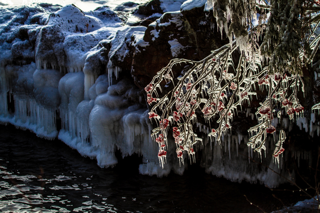 Ice Covered Mountain Ash by tosee