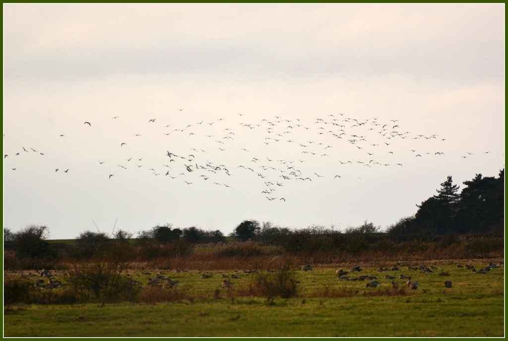 Geese across the marshes by rosiekind