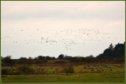 15th Dec 2013 - Geese across the marshes