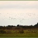 Geese across the marshes by rosiekind